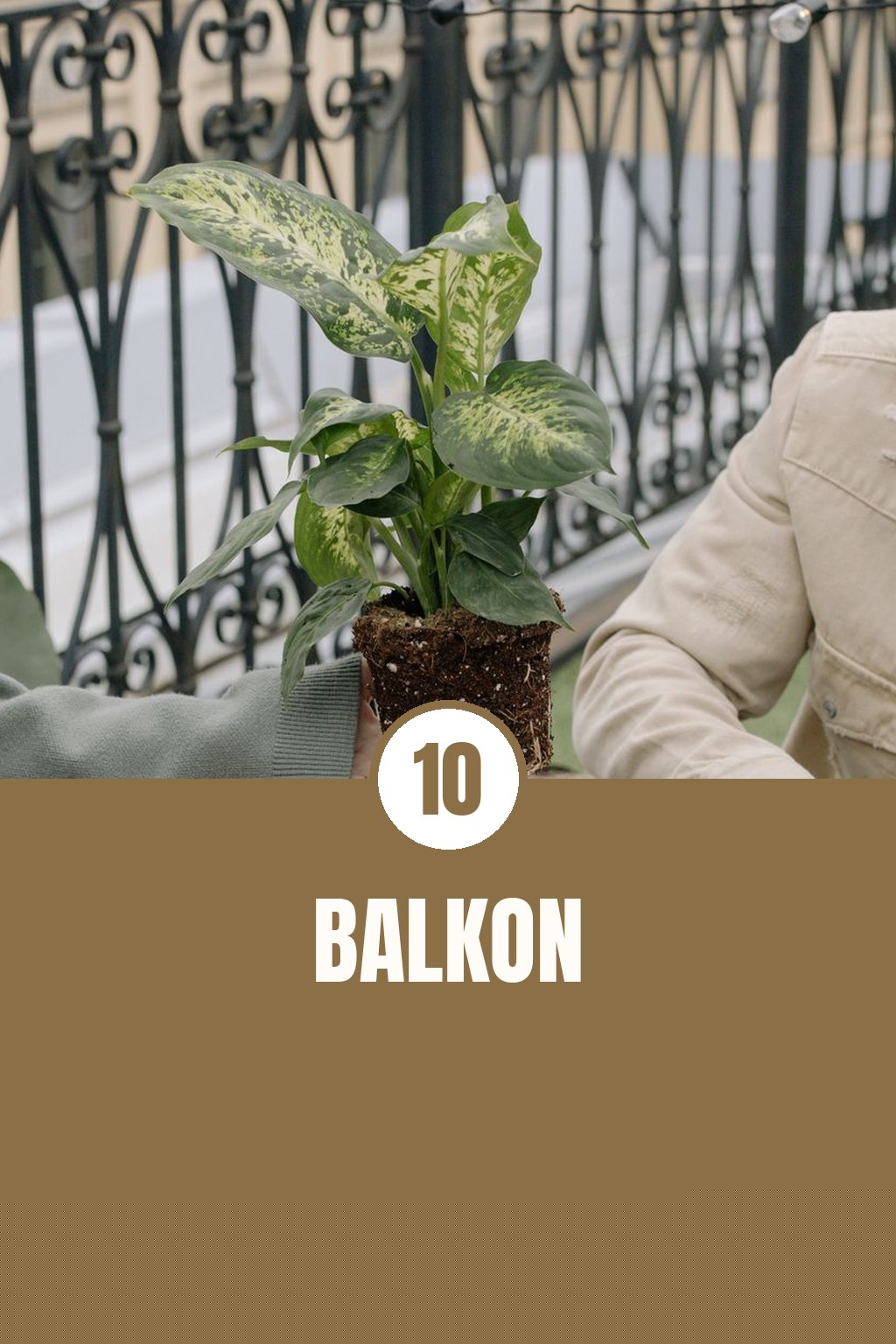Balkon-Garten: 10 Pflanzen die auch Anfänger nicht töten